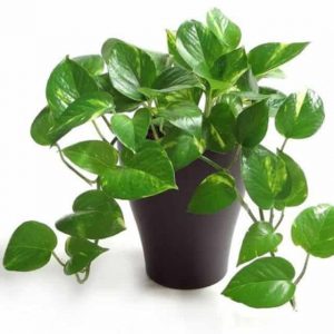 10 cay loc khong khi trong nha tot nhat 1 Cây lọc không khí 1