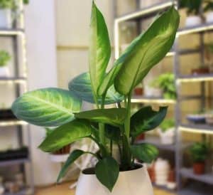 10 cay loc khong khi trong nha tot nhat 10 Cây lọc không khí