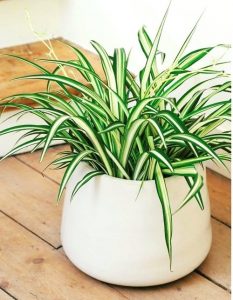 10 cay loc khong khi trong nha tot nhat 3 Cây lọc không khí