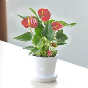 10 cay loc khong khi trong nha tot nhat 5 Cây lọc không khí