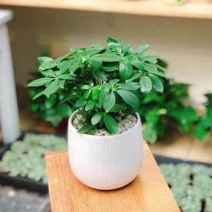 10 cay loc khong khi trong nha tot nhat 6 Cây lọc không khí