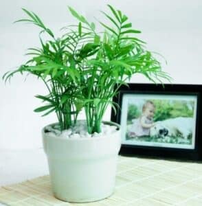 10 cay loc khong khi trong nha tot nhat 7 Cây lọc không khí