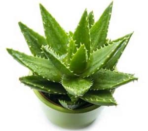 10 cay loc khong khi trong nha tot nhat 8 Cây lọc không khí