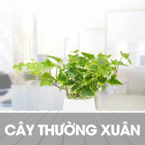 10 cay loc khong khi trong nha tot nhat 9 Cây lọc không khí